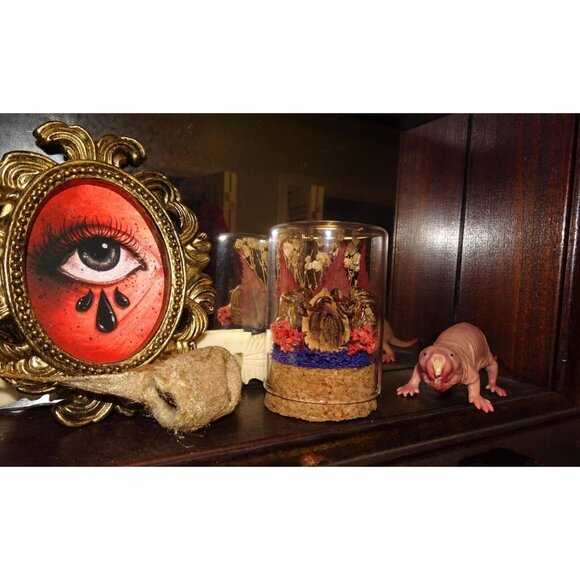 Two Cicada Skins Nut Shell & Dried Flowers Oddity Jar witchy goth taxidermy - Picture 3 of 13